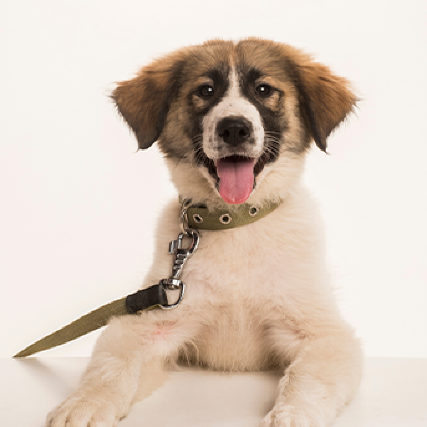 Cachorro blanco y marrón con correa sentado y mirando al frente con la lengua afuera.jpg